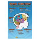 Brain Function Poster for Concussion Prevention